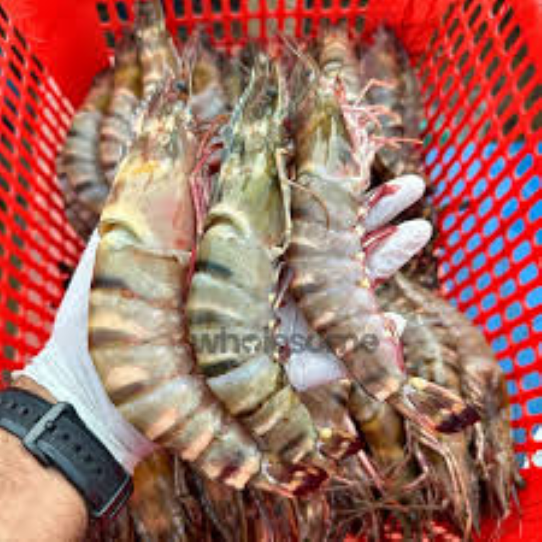 MBL TIGER PRAWNS